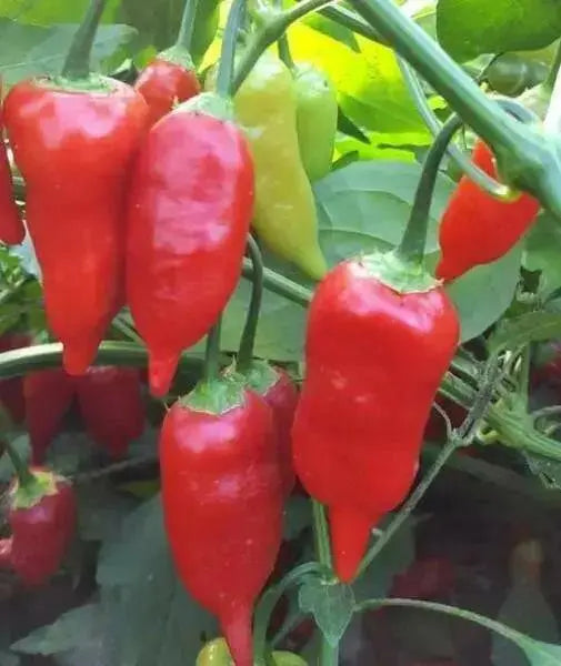 Aji Benito- PEPPER SEEDS - Capsicum baccatum - Caribbean garden seed