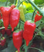 Aji Benito- PEPPER SEEDS - Capsicum baccatum - Caribbean garden seed