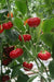 Aji Brazilian ,Red Pumpkin Pepper Seed .(Capsicum baccatum) - Caribbean garden seed