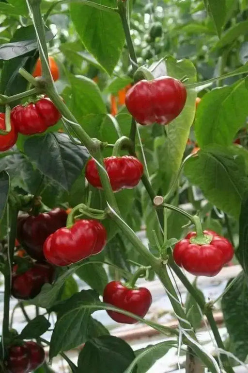 Aji Brazilian ,Red Pumpkin Pepper Seed .(Capsicum baccatum) - Caribbean garden seed