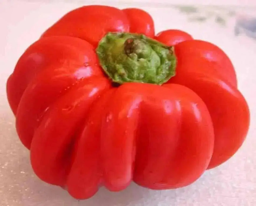 Aji Brazilian ,Red Pumpkin Pepper Seed .(Capsicum baccatum) - Caribbean garden seed