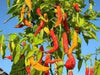 Aji brazilian dedo de marco - 10 Pepper Seeds ( Capsum Baccatum) from Brazil - Caribbean garden seed