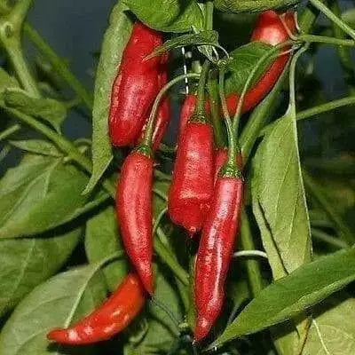 Aji brazilian dedo de marco - 10 Pepper Seeds ( Capsum Baccatum) from Brazil - Caribbean garden seed