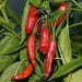 Aji brazilian dedo de marco - 10 Pepper Seeds ( Capsum Baccatum) from Brazil - Caribbean garden seed