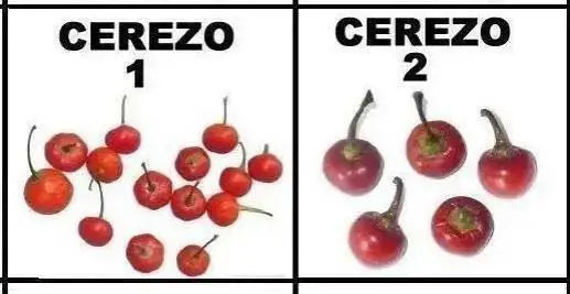 Ají cerezo PEPPER SEEDS, Capsicum annuum,CHILI PEPPER - Caribbean garden seed