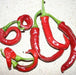 Aji Cacho de Cabra, Medium hot PEPPER SEEDS (Capsicum baccatum) - Caribbean garden seed
