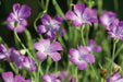 Agrostemma Githago ,Purple Queen, Flowers Seed - Caribbean garden seed