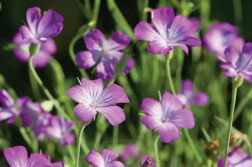 Agrostemma Githago ,Purple Queen, Flowers Seed - Caribbean garden seed