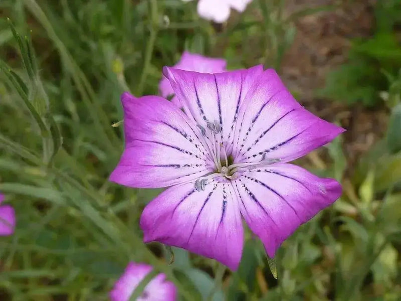 Agrostemma Githago ,Purple Queen, Flowers Seed - Caribbean garden seed