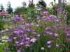 Agrostemma Githago ,Purple Queen, Flowers Seed - Caribbean garden seed