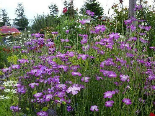 Agrostemma Githago ,Purple Queen, Flowers Seed - Caribbean garden seed