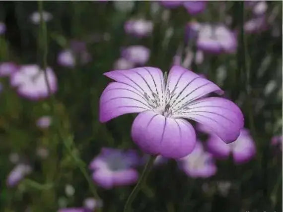 Agrostemma Githago ,Purple Queen, Flowers Seed - Caribbean garden seed