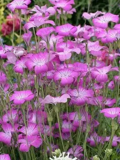 Agrostemma Githago ,Purple Queen, Flowers Seed - Caribbean garden seed