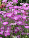 Agrostemma Githago ,Purple Queen, Flowers Seed - Caribbean garden seed