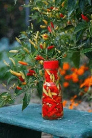 Ají caballero Pepper SEEDS (Capsicum frutescens) Pique criollo  Chili - Caribbean garden seed