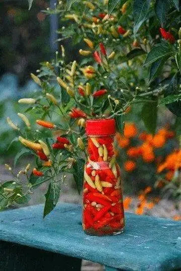 Ají caballero Pepper SEEDS (Capsicum frutescens) Pique criollo  Chili - Caribbean garden seed
