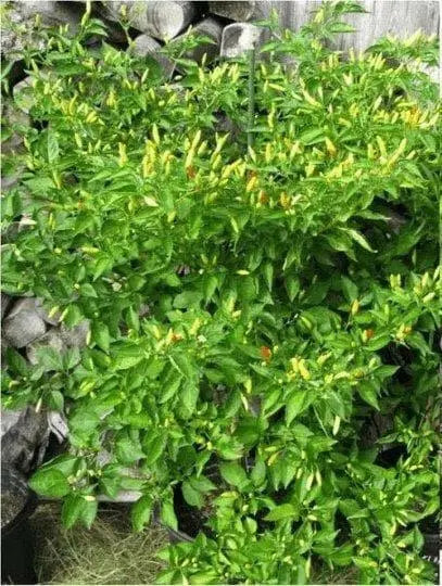 Ají caballero Pepper SEEDS (Capsicum frutescens) Pique criollo  Chili - Caribbean garden seed