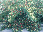 Ají caballero Pepper SEEDS (Capsicum frutescens) Pique criollo  Chili - Caribbean garden seed