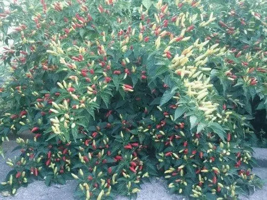 Ají caballero Pepper SEEDS (Capsicum frutescens) Pique criollo  Chili - Caribbean garden seed