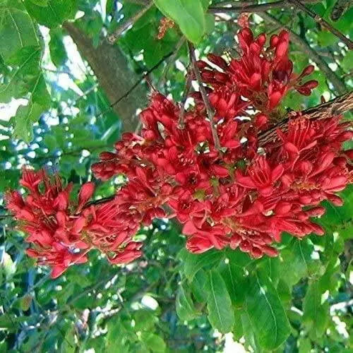 African Walnut TREE SEED, Weeping Boer-bean - Caribbean garden seed