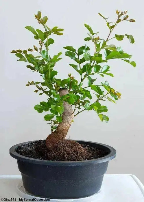 African Walnut TREE SEED, Weeping Boer-bean - Caribbean garden seed