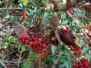 African Walnut TREE SEED, Weeping Boer-bean - Caribbean garden seed