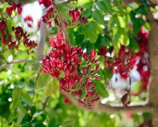 African Walnut TREE SEED, Weeping Boer-bean - Caribbean garden seed