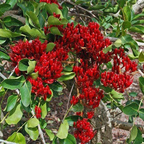 African Walnut TREE SEED, Weeping Boer-bean - Caribbean garden seed