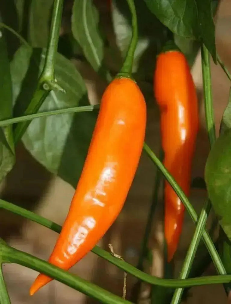 Aji Amarillo Pepper Seed ( Capsicum Baccatum)  Peruvian Heirloom. Medium hot - Caribbean garden seed