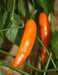 Aji Amarillo Pepper Seed ( Capsicum Baccatum)  Peruvian Heirloom. Medium hot - Caribbean garden seed