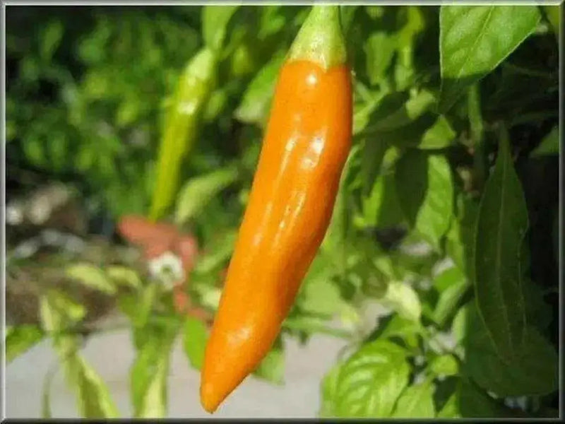 Aji Amarillo Pepper Seed ( Capsicum Baccatum)  Peruvian Heirloom. Medium hot - Caribbean garden seed