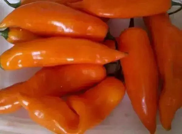 Aji Amarillo Pepper Seed ( Capsicum Baccatum)  Peruvian Heirloom. Medium hot - Caribbean garden seed