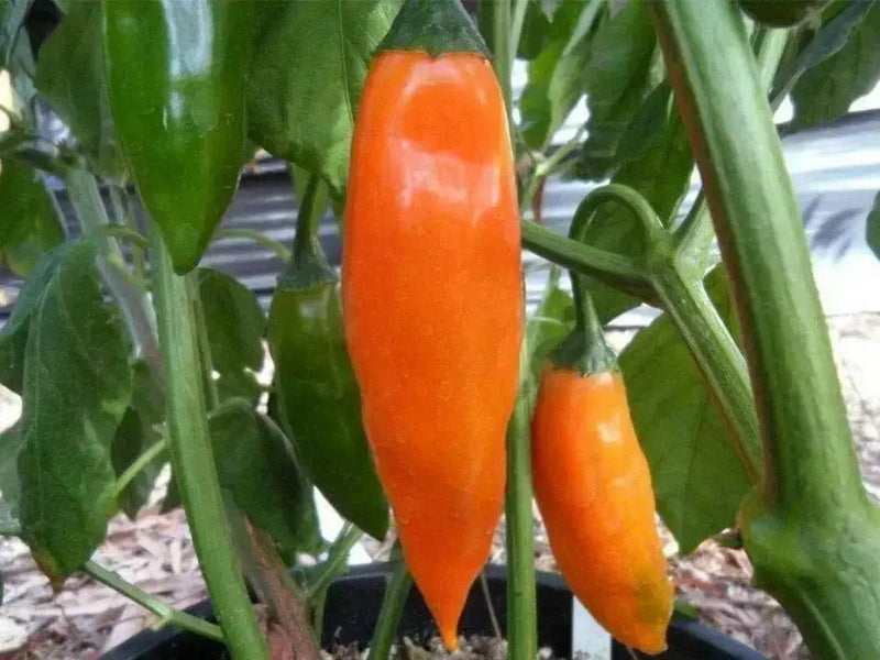 Aji Amarillo Pepper Seed ( Capsicum Baccatum)  Peruvian Heirloom. Medium hot - Caribbean garden seed