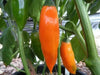 Aji Amarillo Pepper Seed ( Capsicum Baccatum)  Peruvian Heirloom. Medium hot - Caribbean garden seed