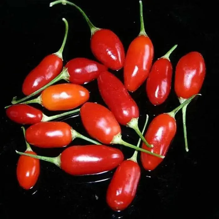 Aji Cereo Pepper Seeds,Medium hot (Capsicum baccatum) variety of unknown origin. - Caribbean garden seed