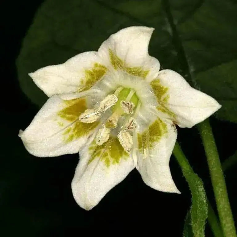 Aji Cereo Pepper Seeds,Medium hot (Capsicum baccatum) variety of unknown origin. - Caribbean garden seed