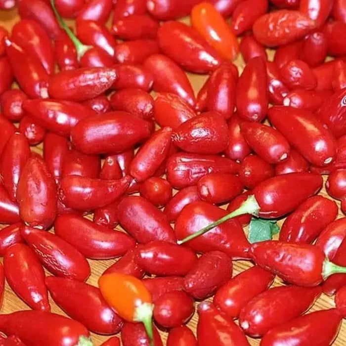 Aji Cereo Pepper Seeds,Medium hot (Capsicum baccatum) variety of unknown origin. - Caribbean garden seed