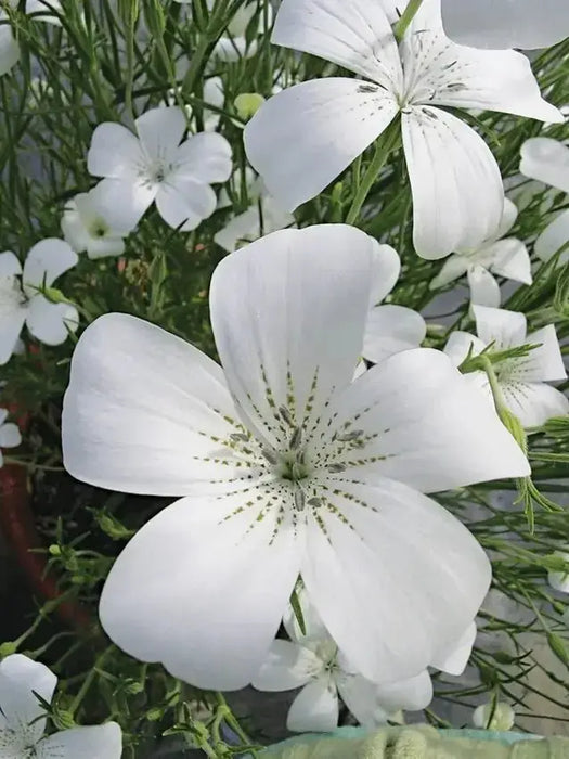 Agrostemma  ,OCEAN PEARL, ANNUAL Flowers Seed - Caribbean garden seed