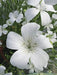 Agrostemma  ,OCEAN PEARL, ANNUAL Flowers Seed - Caribbean garden seed