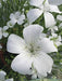 Agrostemma  ,OCEAN PEARL, ANNUAL Flowers Seed - Caribbean garden seed