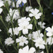 Agrostemma  ,OCEAN PEARL, ANNUAL Flowers Seed - Caribbean garden seed