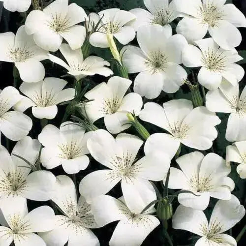 Agrostemma  ,OCEAN PEARL, ANNUAL Flowers Seed - Caribbean garden seed