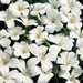Agrostemma  ,OCEAN PEARL, ANNUAL Flowers Seed - Caribbean garden seed
