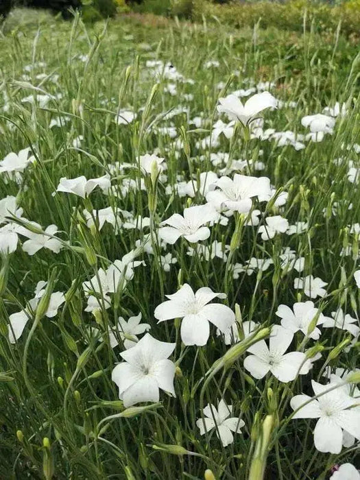 Agrostemma  ,OCEAN PEARL, ANNUAL Flowers Seed - Caribbean garden seed