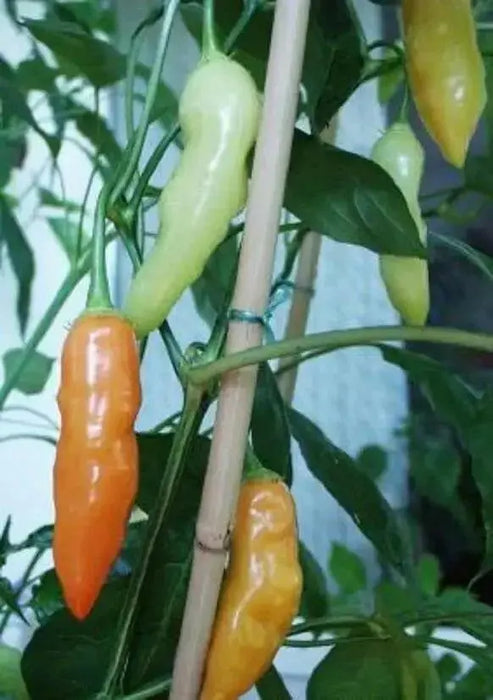 Aji Crystal - PEPPER SEEDS - Capsicum baccatum - Caribbean garden seed