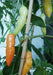 Aji Crystal - PEPPER SEEDS - Capsicum baccatum - Caribbean garden seed