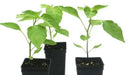 AJI AMARILLO ( Live PEPPER PLANT) Peruvian Chilli, YELLOW  PEPPER - Caribbean garden seed