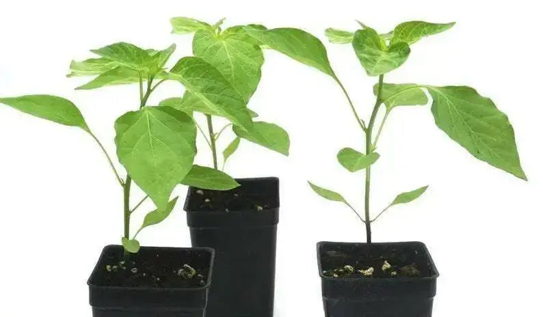 AJI AMARILLO ( Live PEPPER PLANT) Peruvian Chilli, YELLOW  PEPPER - Caribbean garden seed