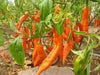 AJI AMARILLO ( Live PEPPER PLANT) Peruvian Chilli, YELLOW  PEPPER - Caribbean garden seed