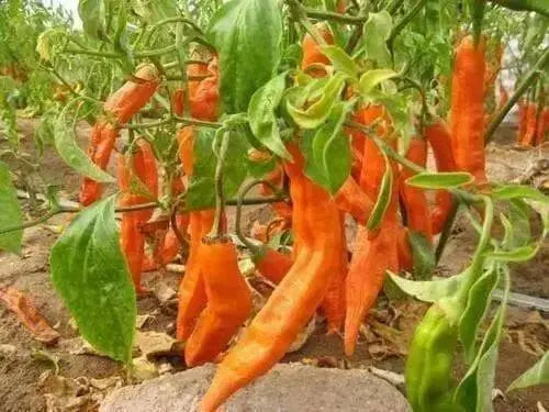 AJI AMARILLO ( Live PEPPER PLANT) Peruvian Chilli, YELLOW  PEPPER - Caribbean garden seed